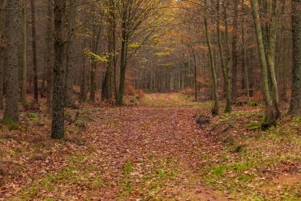 istock Forest path in autumn colors in the Kashubian, Poland 2198503092