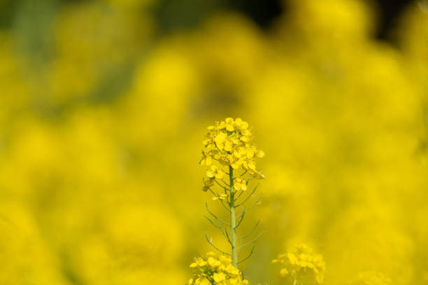 A field of rapeseed flowers in full bloom