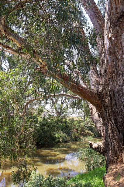 istock australian rural scene with eucalyptus tree on river 2198503619