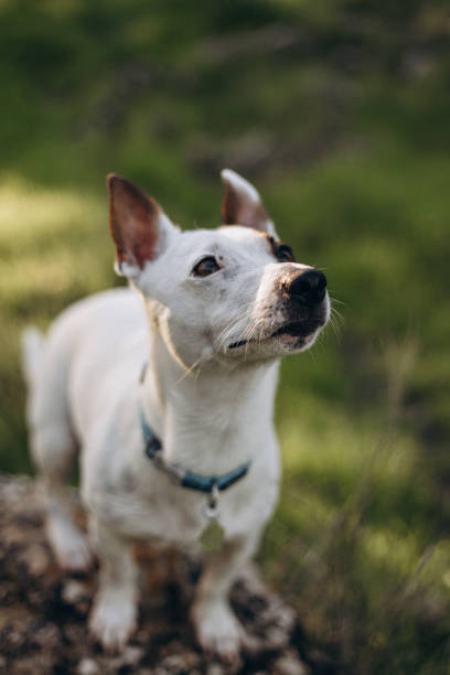 istock portrait of a dog 2198505759
