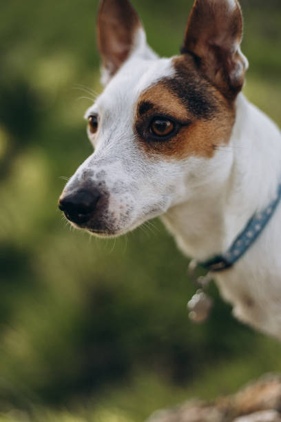 istock portrait of a dog 2198505760