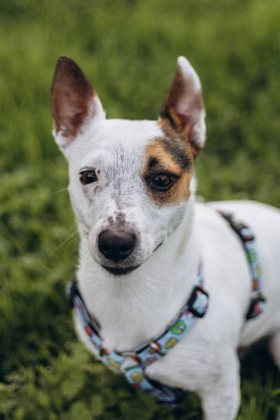 istock portrait of a dog 2198505781