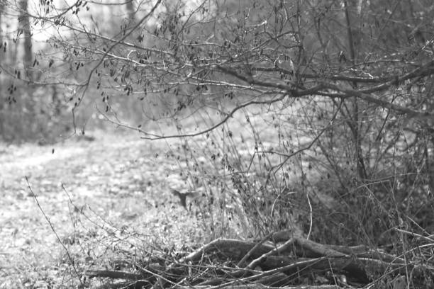 istock small flying bird in distance 2198505829