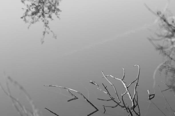 Mirroring of trees in lake