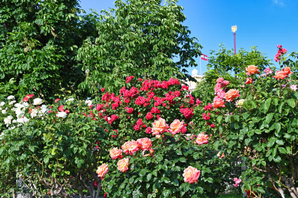 istock Roses garden in Volksgarten Vienna,Austria 2198505925