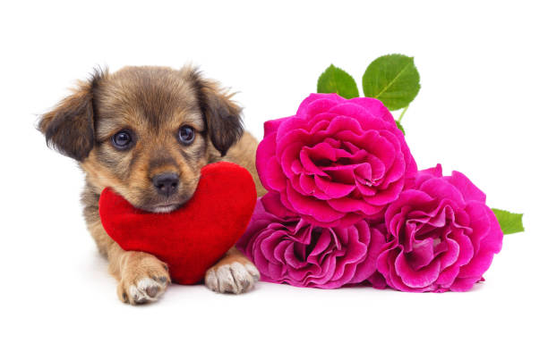 istock Puppy with toy heart and roses. 2198507798