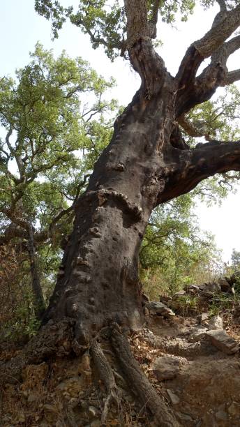 istock Glimpse of a large cork oak tree. 2198508095