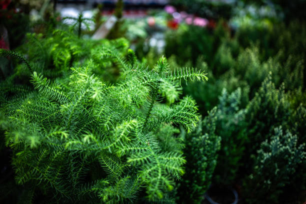 Decorative Coniferous Plants Sold In The Flower Section Of The Supermarket