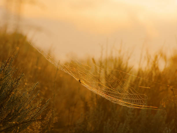 Spider web with spider among wild grasses in a meadow on a summer morning. Soft sunlight.