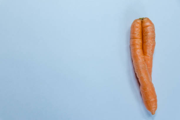 Crooked carrots from organic farmer as symbol for couple in love and togetherness as bent carrots or incontinence and vaginal fungus or healthy nutrition natural grown or home grown carrots delicious