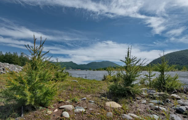 istock Young fir trees along the river 2198511871