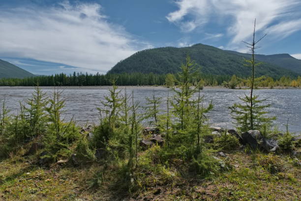 istock Young fir trees along the river 2198511888