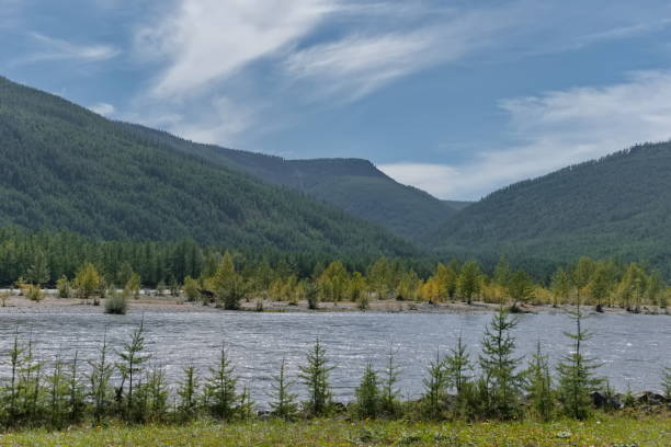 istock Young fir trees along the river 2198511901