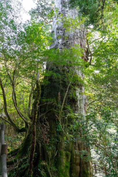 Kigen Cedar in Yakushima, Kagoshima, Japan