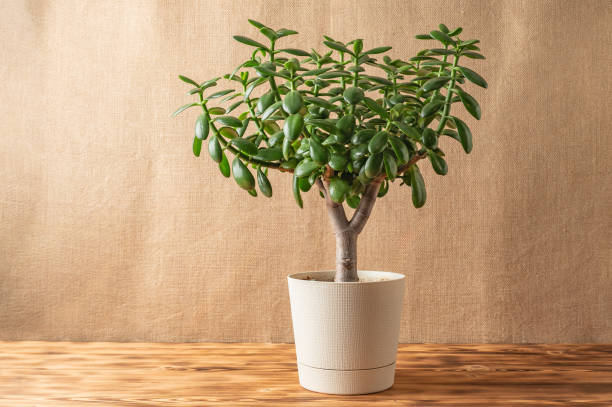 istock Succulent houseplant Crassula ovata in a pot on rustic background. 2198512484