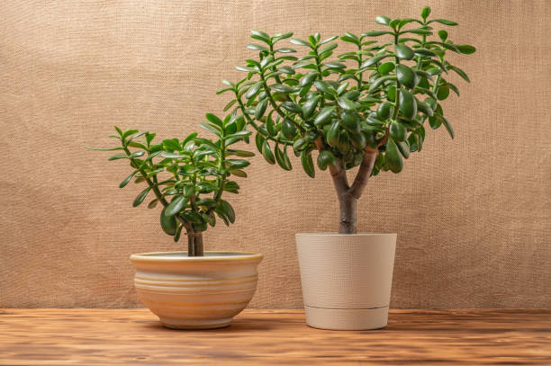 istock Succulent houseplant Crassula ovata in a pot on rustic background. 2198512487