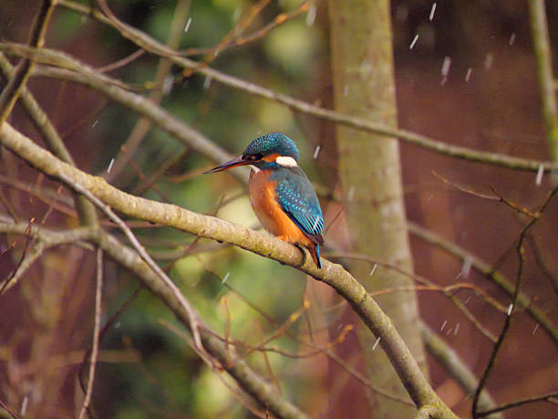 istock Biberach, Germany: A common kingfisher at a snowy day 2198512551