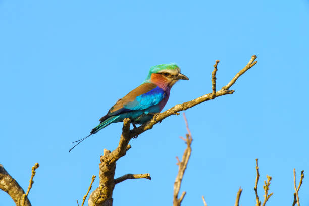 Lilac breasted roller, Coracias caudatus, in Kruger National Park, in South Africa