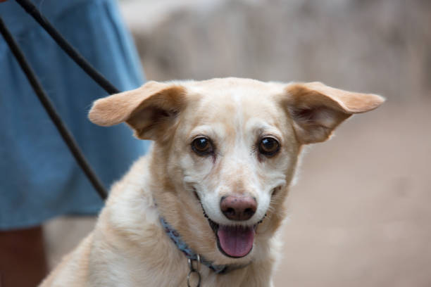 istock Mixed breed dog canine rescue pet portrait phography 2198514166