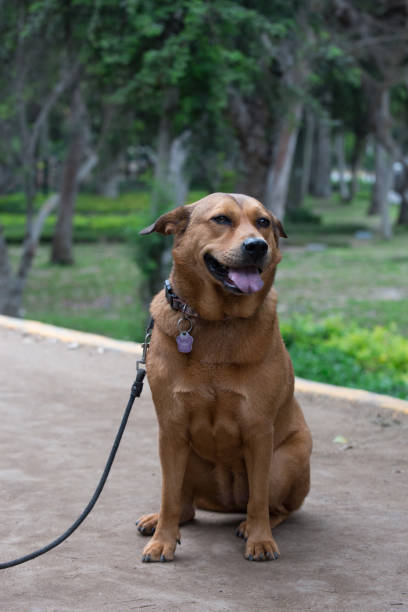 istock Mixed breed dog canine rescue pet portrait phography 2198514203