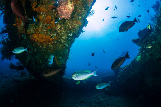 istock Tropical fish and coral on an old, second world war shipwreck 2198514332