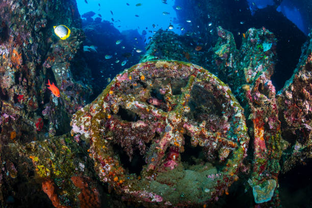 istock Tropical fish and coral on an old, second world war shipwreck 2198514367