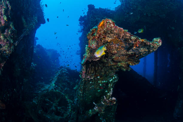 istock Tropical fish and coral on an old, second world war shipwreck 2198514392