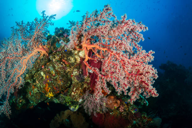 istock Tropical fish and coral on an old, second world war shipwreck 2198514412