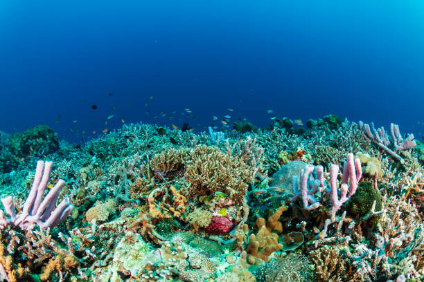 Small purple sponges and hard corals on a tropical reef