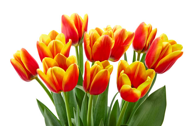 istock yellow and red tulips isolated on white background. clipping path 2198514540