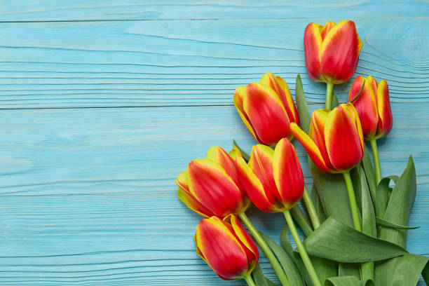 istock yellow and red tulips on blue wooden background 2198514557
