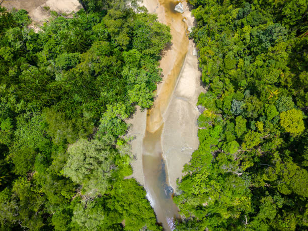 istock Birds eye view of a jungle river surrounded by lush, dense tropical rainforest 2198514970