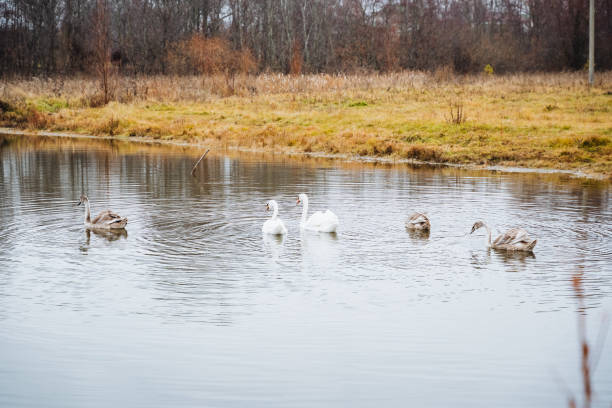 istock A charming group of ducks glides and swims in a serene pond, creating soft ripples on the tranquil waters surface as they move effortlessly, enjoying their surroundings 2198514998