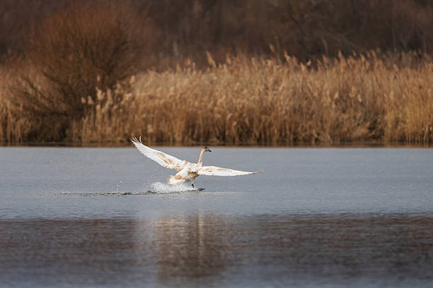 Flying swan over a calm lake in early spring. Wild bird in its natural habitat surrounded by trees and reeds. Concept of freedom, nature, and tranquility. Elegant wildlife in motion.