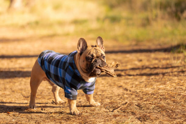 istock French Bulldog puppy in a blue coat. 2198516091