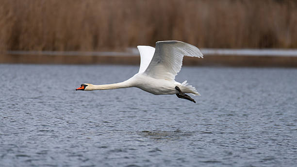 istock Flying swan over a calm lake in early spring 2198516255