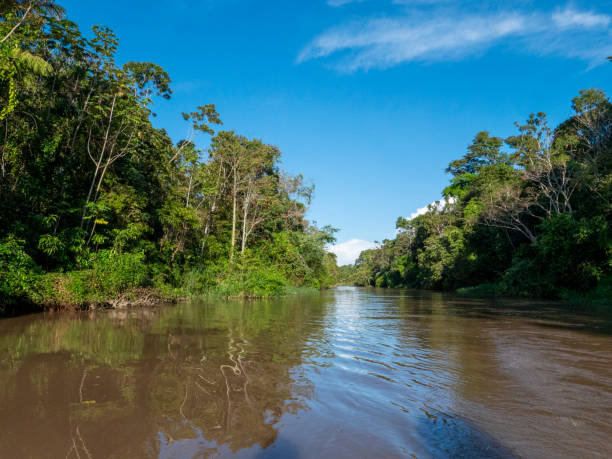 istock Amazon river landscape on a branch of the Amazon. 2198516611