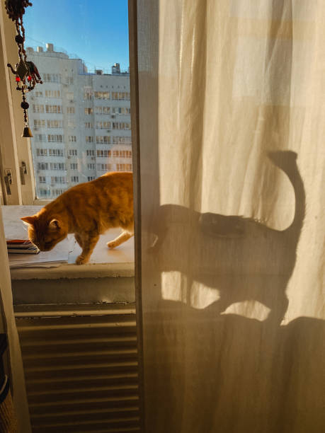 A beautiful cat balances on the sunlit window sill, casting an elegant shadow on the curtains, creating a captivating interplay of light and shadow that enchants onlookers