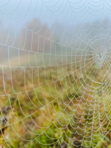 istock A breathtaking closeup of a delicate spider web situated in a tranquil field, beautifully enhanced by an enchanting fog that gracefully surrounds and envelops the entire scene 2198517143