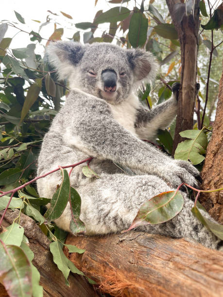 istock grey koala sitting on a branch of a eucalyptus tree in Australia 2198517348