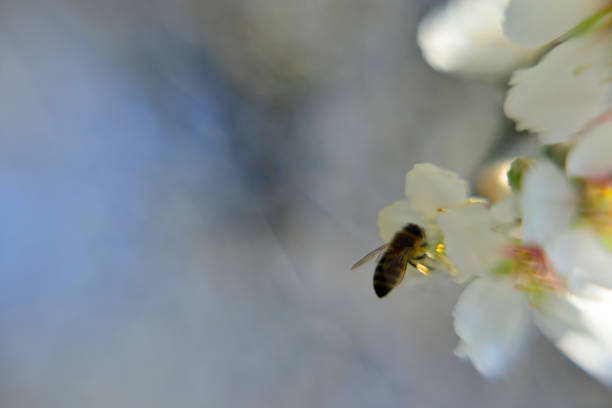 Almond blossom flowers and bee