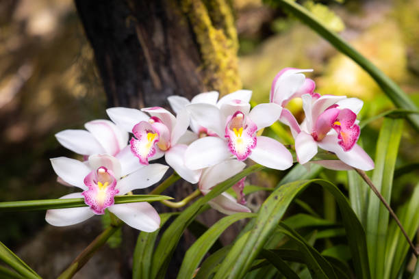 istock Cymbidium Orchids (corsage orchid) flowers blooming in the garden. 2198519368