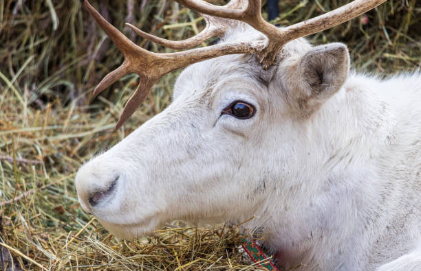 White reindeer surrounded by festive baubles