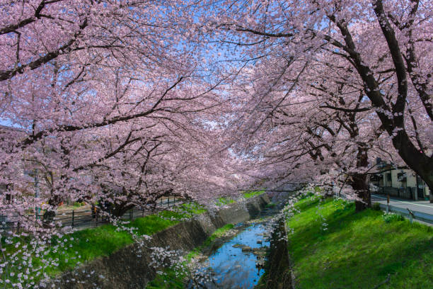 istock Cherry Blossom Trees and Bridge along the river 2198520768