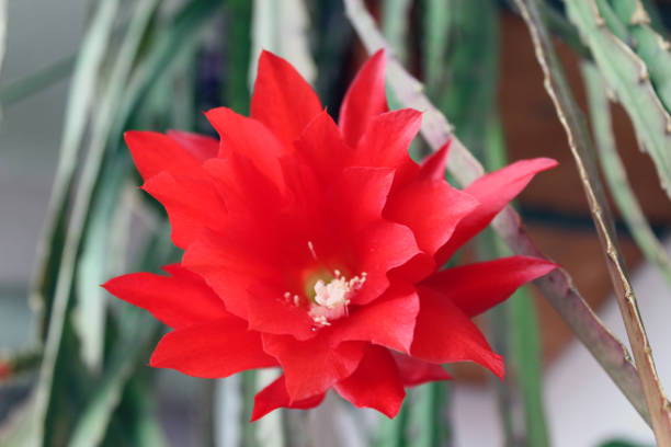 Red cactus flower of Disocactus ackermannii