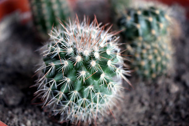 Baby cactus as an apartament plant
