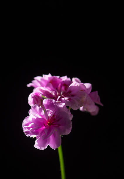 istock Purple geranium, A beautiful purple geranium with black background, selective focus. 2198521044