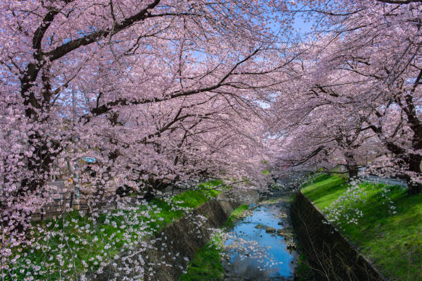 istock Cherry Blossom Trees and Bridge along the river 2198521077