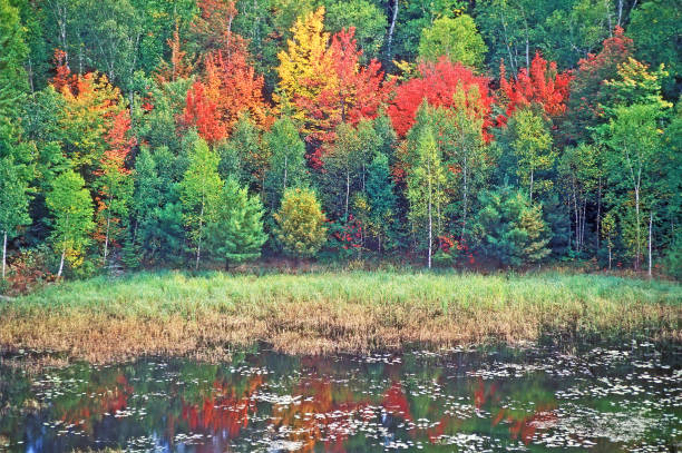 Fall colors reflect in a bog , Ontario, Canada