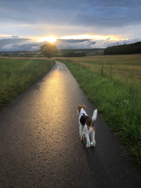 istock Dog on the way into the sunset – A peaceful evening walk 2198522048